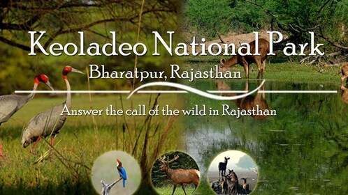 Day tour from Jaipur in Keoladeo National Park (Bharatpur)