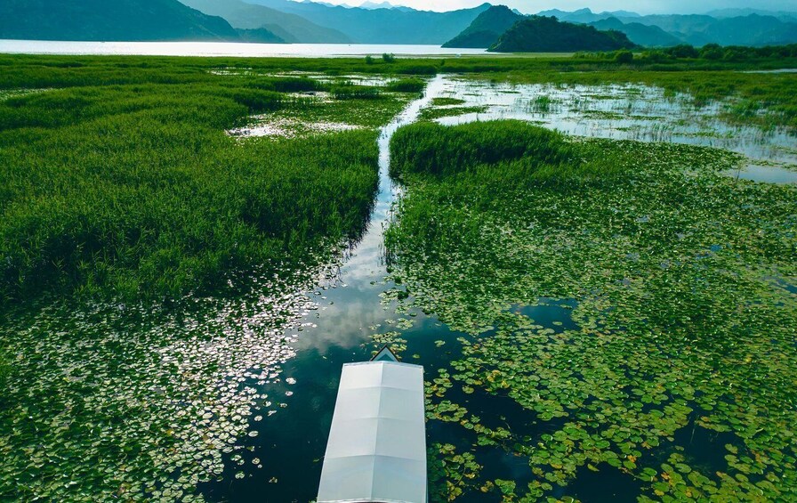 Picture 8 for Activity Virpazar: Private Guided Lake Skadar Boat Tour