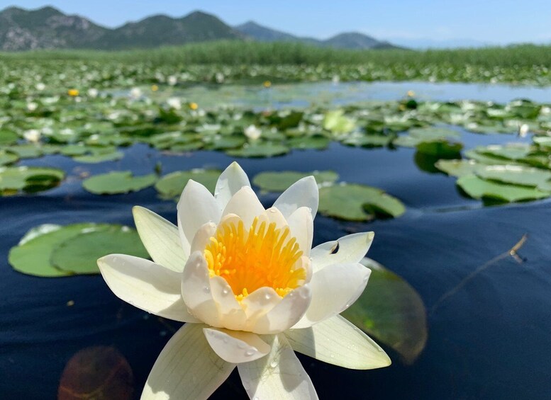 Picture 10 for Activity Virpazar: Private Guided Lake Skadar Boat Tour