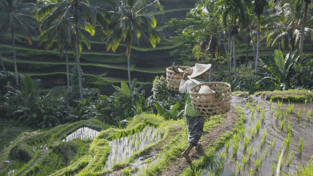 Picture 10 for Activity From Ubud: Evening Firefly Tour in Taro Village