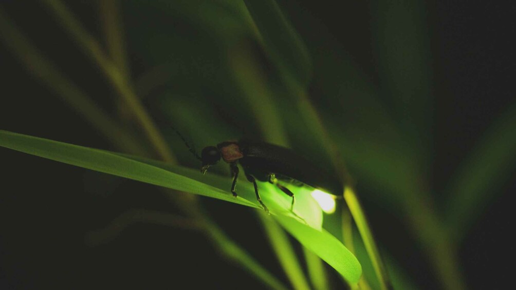 Picture 2 for Activity From Ubud: Evening Firefly Tour in Taro Village