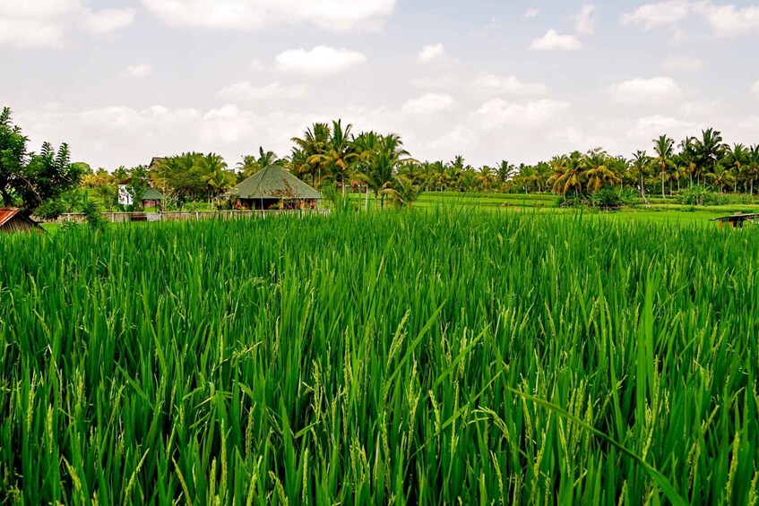 Picture 5 for Activity From Ubud: Evening Firefly Tour in Taro Village