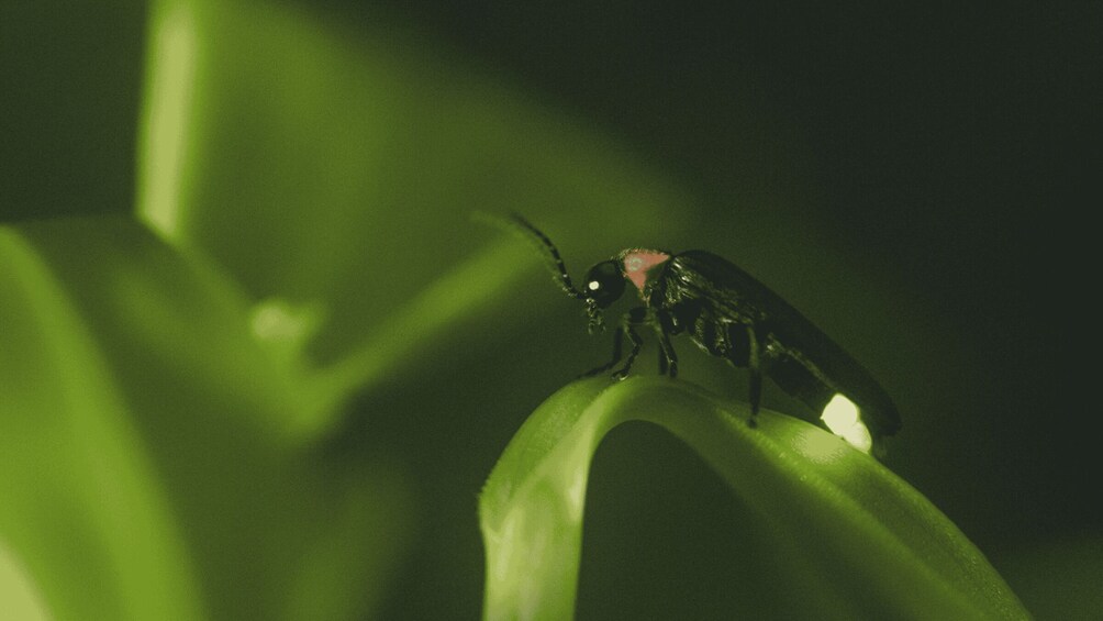 Picture 9 for Activity From Ubud: Evening Firefly Tour in Taro Village