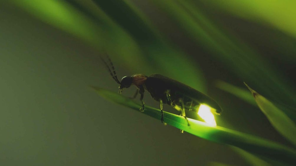 Picture 6 for Activity From Ubud: Evening Firefly Tour in Taro Village