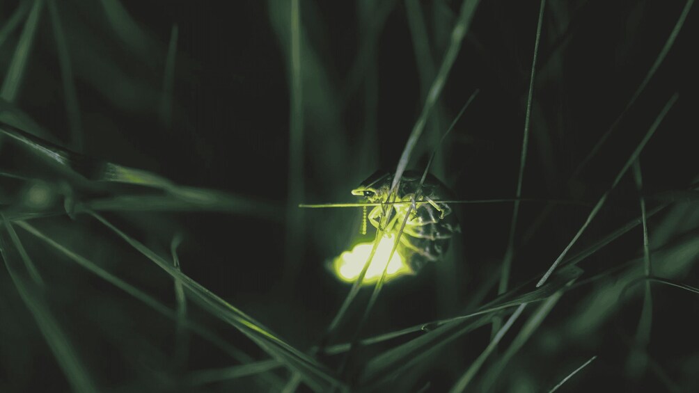 Picture 3 for Activity From Ubud: Evening Firefly Tour in Taro Village