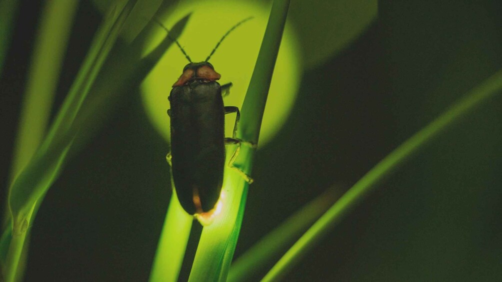 Picture 7 for Activity From Ubud: Evening Firefly Tour in Taro Village