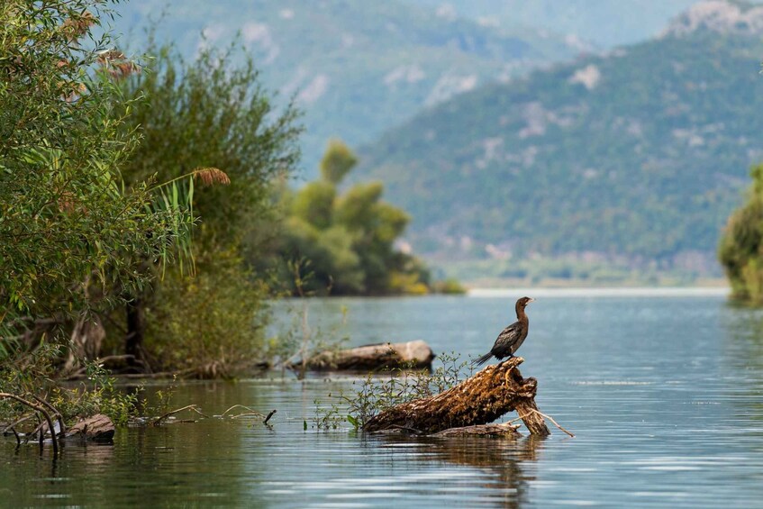 Picture 6 for Activity Lake Skadar: Early-morning Birdwatching and Photography Tour