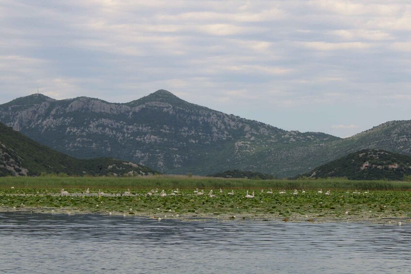 Picture 17 for Activity Lake Skadar: Early-morning Birdwatching and Photography Tour