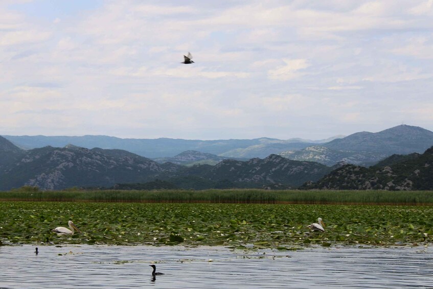 Picture 22 for Activity Lake Skadar: Early-morning Birdwatching and Photography Tour