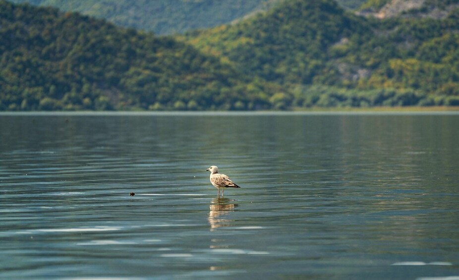 Picture 7 for Activity Lake Skadar: Early-morning Birdwatching and Photography Tour