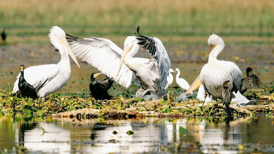 Lake Skadar: Early-morning Birdwatching and Photography Tour