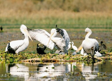 Der Skadar-See: Frühmorgendliche Vogelbeobachtung und Fototour