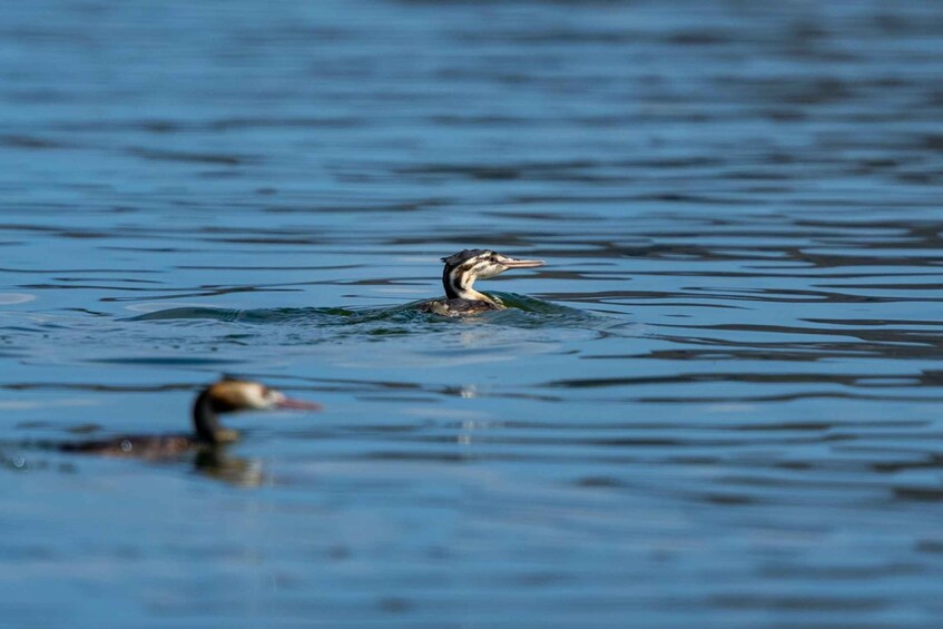 Picture 9 for Activity Lake Skadar: Early-morning Birdwatching and Photography Tour