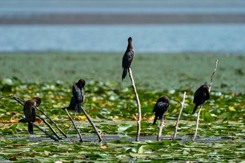 Lake Skadar: Early-morning Birdwatching and Photography Tour