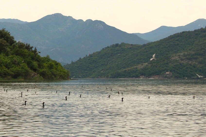 Picture 1 for Activity Lake Skadar: Early-morning Birdwatching and Photography Tour