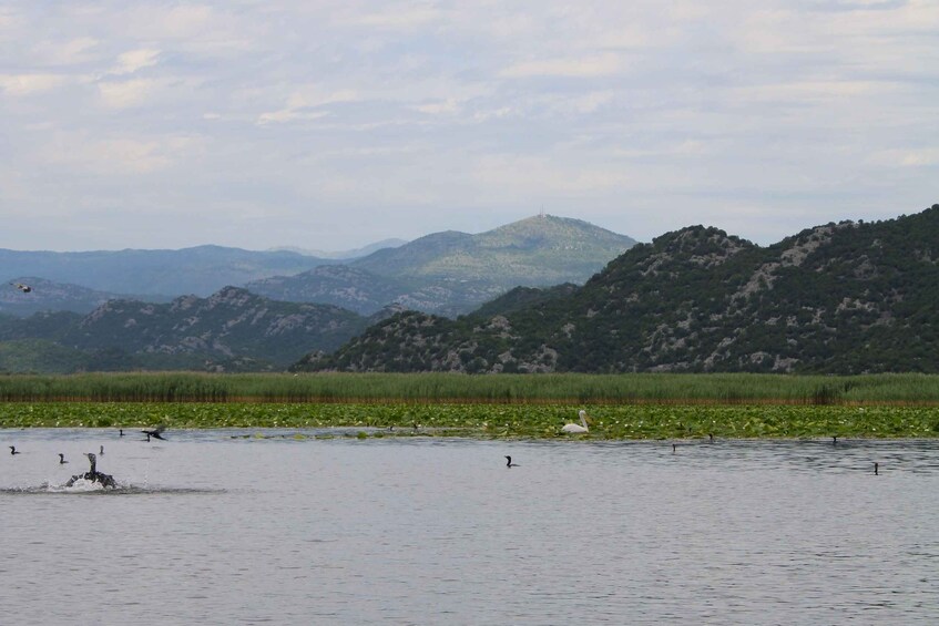 Picture 18 for Activity Lake Skadar: Early-morning Birdwatching and Photography Tour