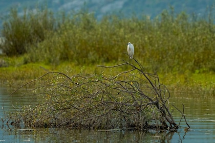 Lake Skadar: Early-morning Birdwatching and Photography Tour
