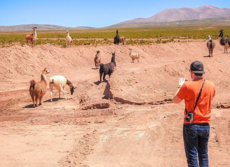 Picture 15 for Activity From La Paz: 5-Day Death Road & Uyuni Salt Flats Bike Tour