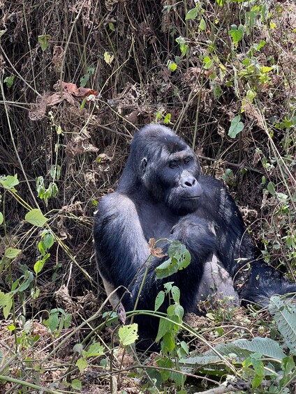 Picture 29 for Activity 4 Day Congo (DRC) Lowland Gorilla Tracking from Kgl Rwanda