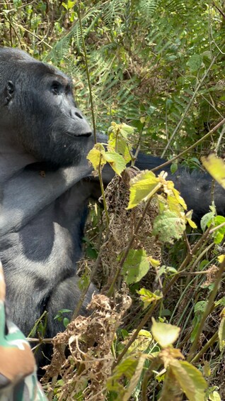 Picture 34 for Activity 4 Day Congo (DRC) Lowland Gorilla Tracking from Kgl Rwanda