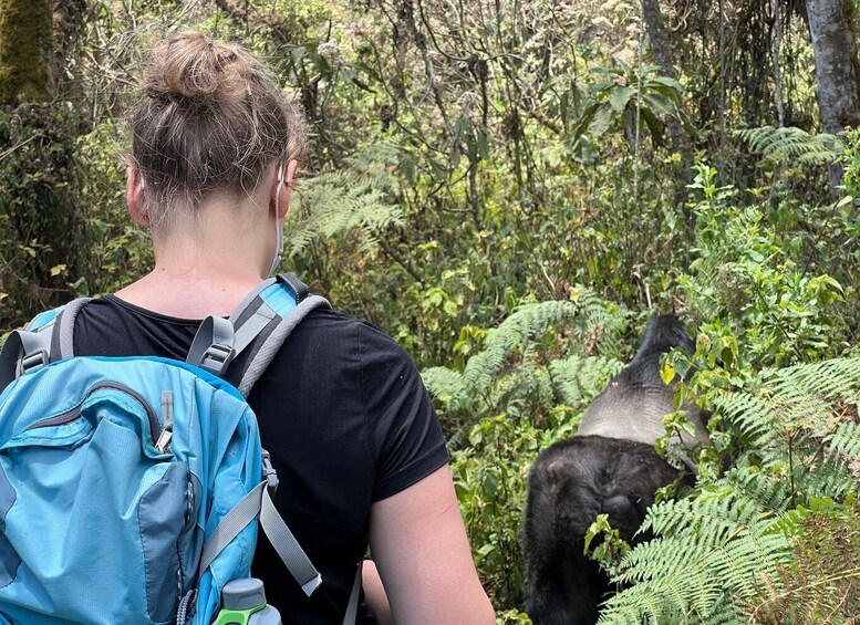 4 Day Congo (DRC) Lowland Gorilla Tracking from Kgl Rwanda