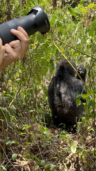 Picture 2 for Activity 4 Day Congo (DRC) Lowland Gorilla Tracking from Kgl Rwanda