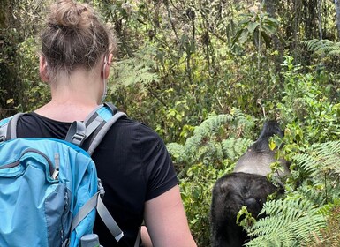 4 Day Congo (DRC) Lowland Gorilla Tracking from Kgl Rwanda