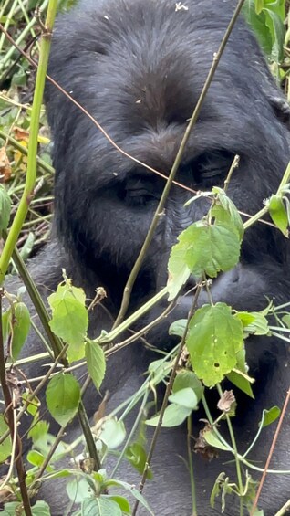 Picture 44 for Activity 4 Day Congo (DRC) Lowland Gorilla Tracking from Kgl Rwanda