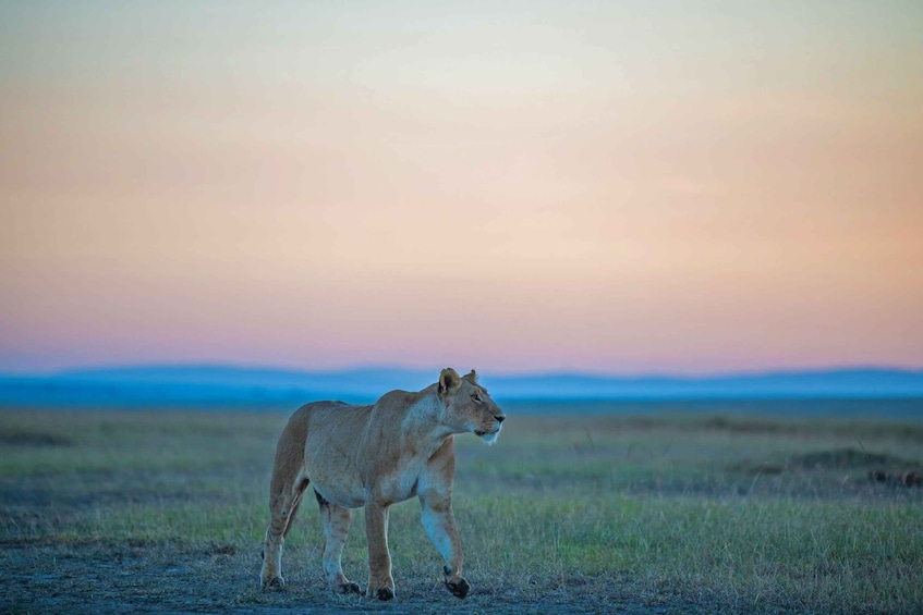 Picture 13 for Activity Overnight Private Safari To Maasai Mara