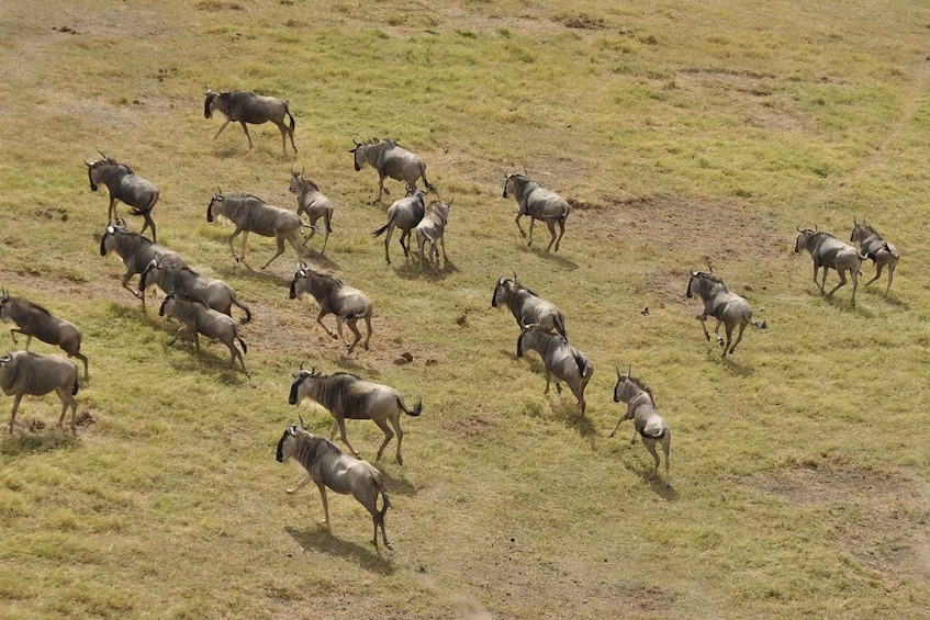 Picture 3 for Activity Overnight Private Safari To Maasai Mara