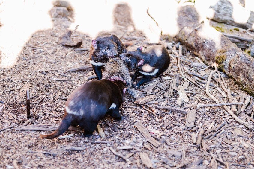 Picture 4 for Activity Cradle Mountain: After Dark Tasmanian Devil Feeding Tour