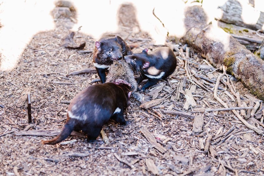 Picture 4 for Activity Cradle Mountain: After Dark Tasmanian Devil Feeding Tour