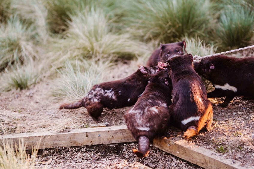 Picture 7 for Activity Cradle Mountain: After Dark Tasmanian Devil Feeding Tour