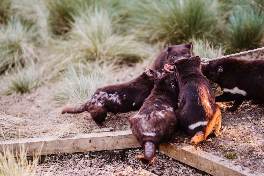 Picture 7 for Activity Cradle Mountain: After Dark Tasmanian Devil Feeding Tour