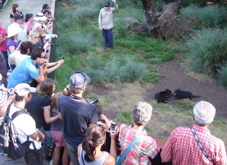 Picture 2 for Activity Cradle Mountain: After Dark Tasmanian Devil Feeding Tour