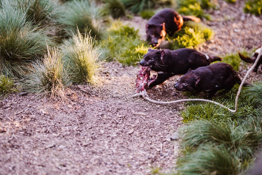 Picture 6 for Activity Cradle Mountain: After Dark Tasmanian Devil Feeding Tour