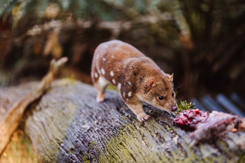 Picture 3 for Activity Cradle Mountain: After Dark Tasmanian Devil Feeding Tour