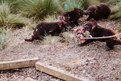 Cradle Mountain: After Dark Tasmanian Devil Feeding Tour