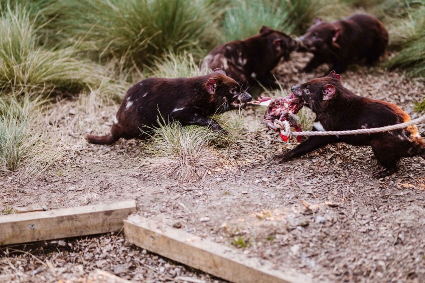 Cradle Mountain: After Dark Tasmanian Devil Feeding Tour