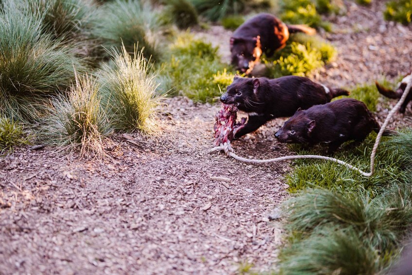 Picture 6 for Activity Cradle Mountain: After Dark Tasmanian Devil Feeding Tour