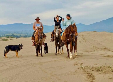 Horseback riding, Penguins, Winery, Alpacas & Cowboy BBQ