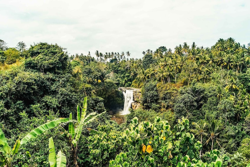 Picture 14 for Activity Ubud: Spectacular Waterfalls Tour