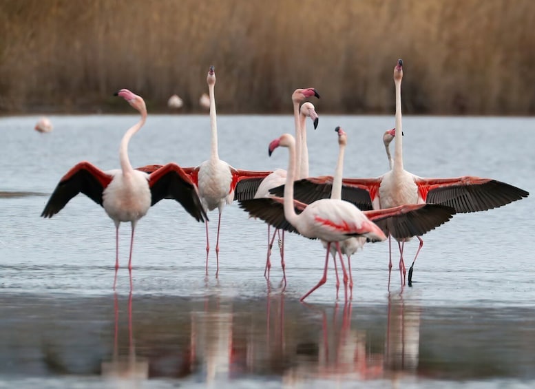 Cagliari: Molentargius Natural Park Segway Tour with Coffee