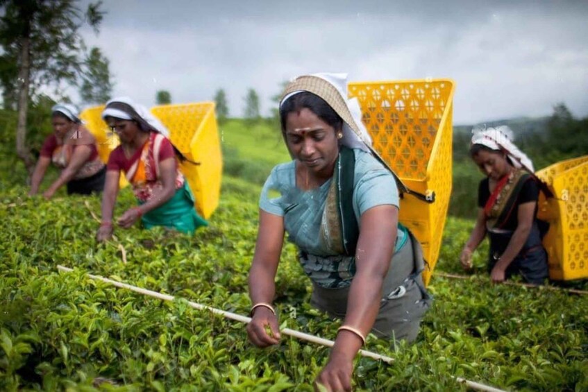 Picture 12 for Activity From Colombo: Kandy, Pinnawala and Tea Factory Full-Day Trip