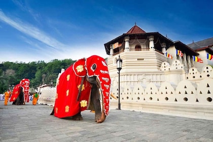 Pinnawala, Kandy und Teefabrik Ganztagesausflug ab Colombo