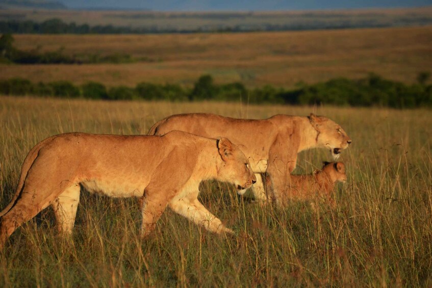 Picture 12 for Activity From Nairobi to Masai Mara : 3 Days 2 Nights Joining Safaris
