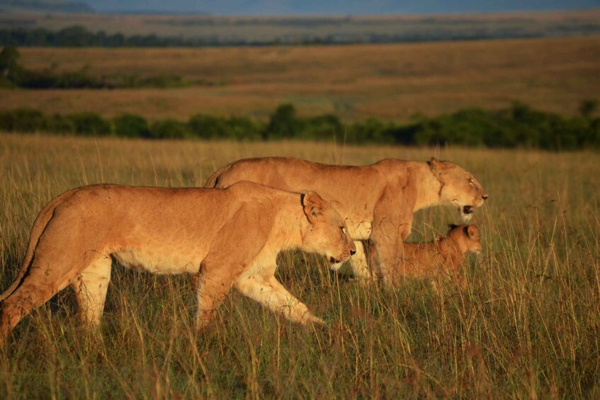 Picture 11 for Activity From Nairobi: 3-Days 2-Nights Maasai Mara Group Safari