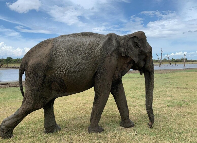 Picture 4 for Activity Udawalawe National Park Wildlife Safari from Kaluthara