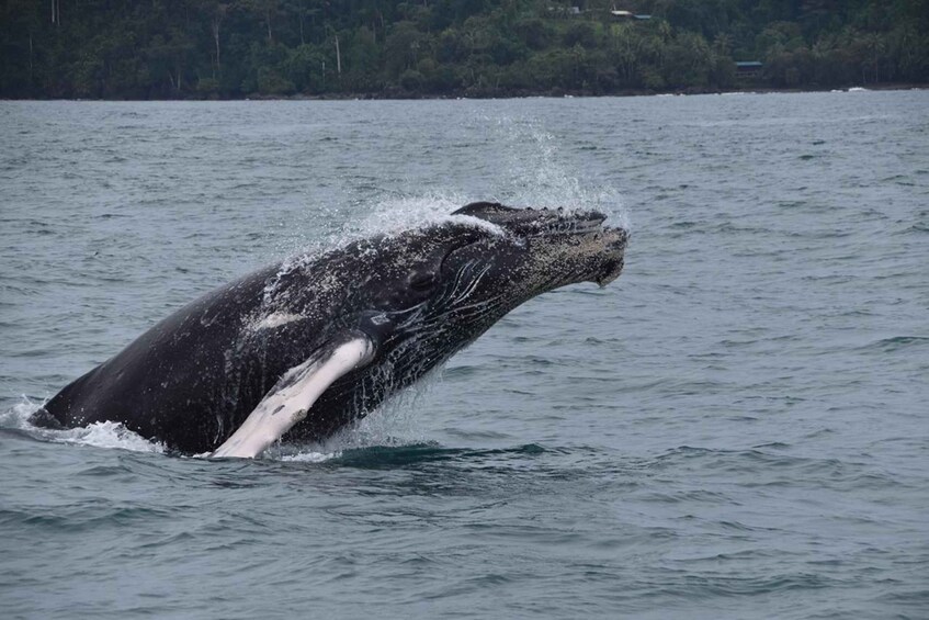 Drake Bay - Whales and Dolphins Watching Tour