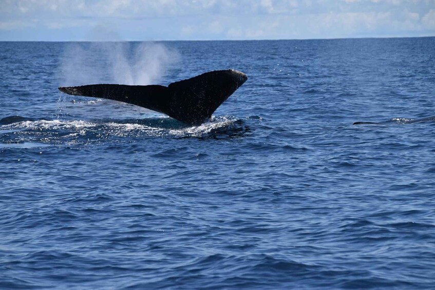 Picture 3 for Activity Drake Bay - Whales and Dolphins Watching Tour